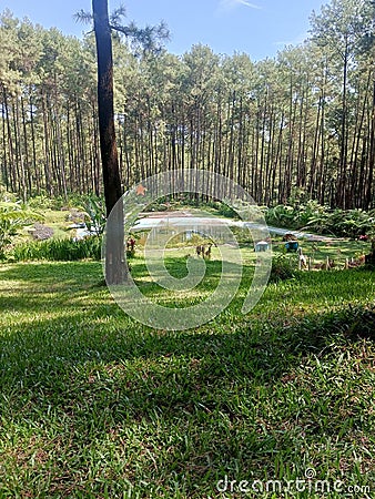 green pine forest and very wide Stock Photo