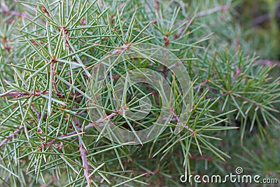 Green pine needles closeup. Coniferous forest background. Spruce wood concept. Conifer macro background. Stock Photo