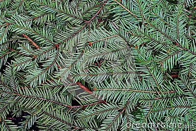 Green pine and spurce branches with needles closeup as coniferous trees background. Stock Photo