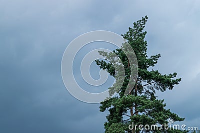 A green pine tree beneath a blue sky Stock Photo