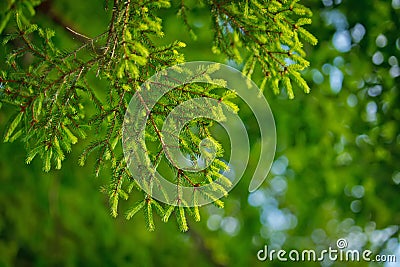 Green pine tree in close in summer in young forest Stock Photo