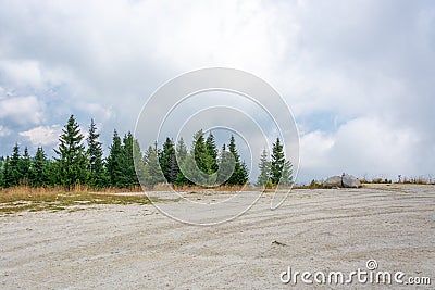 Pine Trees Horizon Stock Photo