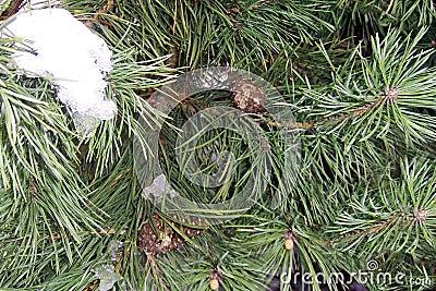 Green pine a young tree in the park, a close up, branches brown cones snow Stock Photo