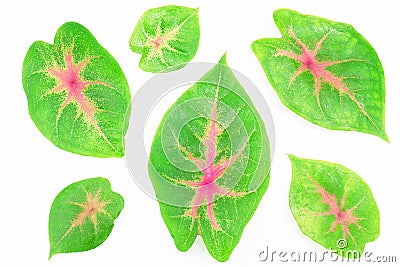 Green pink caladium leaves isolated on white background Stock Photo