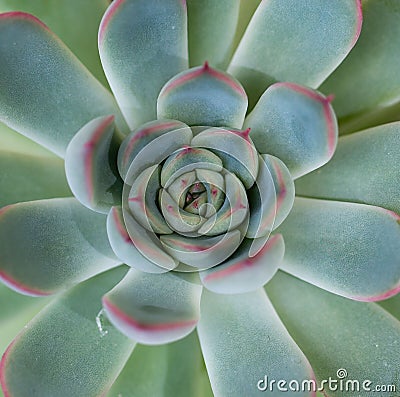 Green and pink Desert Rose succulent Stock Photo