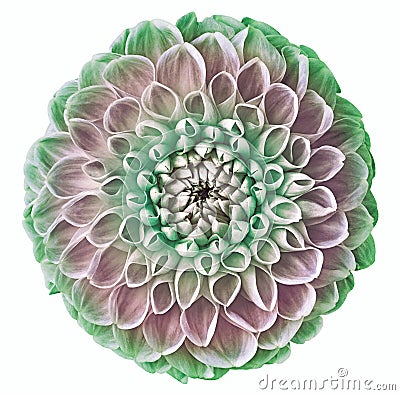 Green and pink flower dahlia on the white isolated background with clipping path. Close-up. Flowers on the stem. Nature Stock Photo
