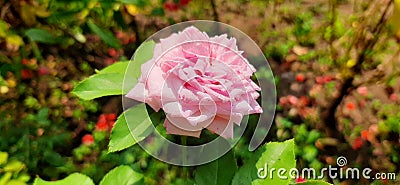 Green pink Rose Natura Photo Stock Photo