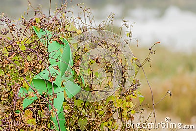 Green pinwheel entangled in vines Stock Photo