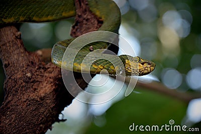 The Green Pit Viper beautiful snake. Stock Photo