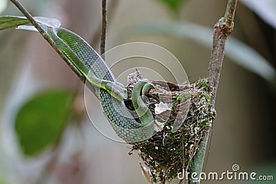 Green Pit Viper Trimeresurus full up after ate Black-naped Monarch little birds Stock Photo