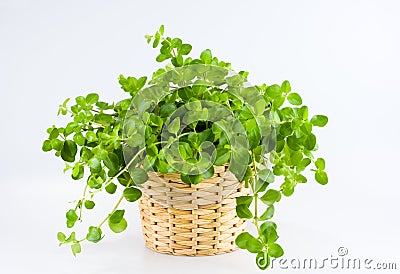 Green plant Stock Photo