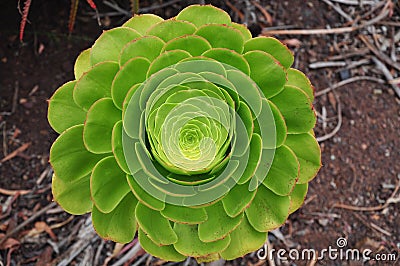 Green plant Stock Photo