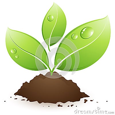 Green plant Vector Illustration