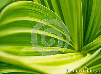 Green plant abstract background. Veratrum, False Hellebore texture closeup Stock Photo