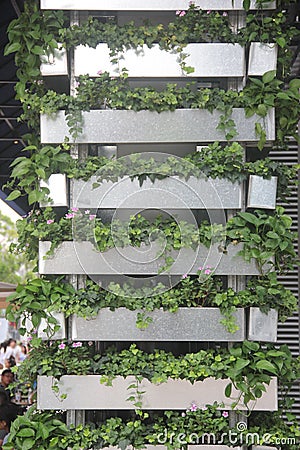 The green plant adornment of support in shenzhen Editorial Stock Photo