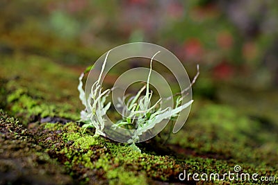 Green plant biology Stock Photo