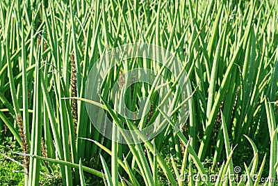 Green plant cactus leaves background in a mat from in a garden Stock Photo