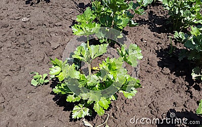 Green plant of celery in the garden Stock Photo