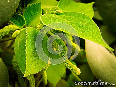 Green plant in chandigarh park Stock Photo