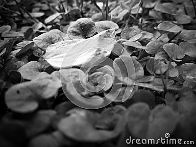 Green plant in chandigarh park Stock Photo