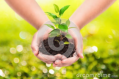 Green plant in a child hands Stock Photo