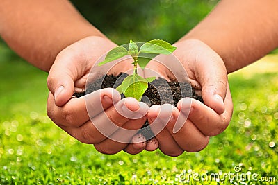 Green plant in a child hands Stock Photo