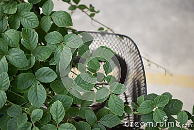 Green plant Stock Photo