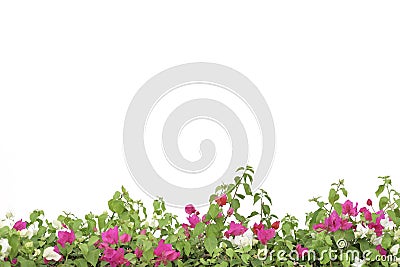 green plant with flower on white isolated background Stock Photo