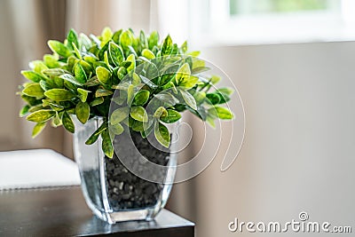 Green Plant Glass Pot Stock Photo