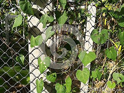 Green Plant grow on the concrete pole and rope wire. Stock Photo