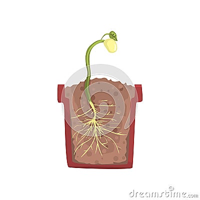 Green plant growing from seed of a bean in a pot with ground soil, stage of growth, pot in a cross section vector Vector Illustration