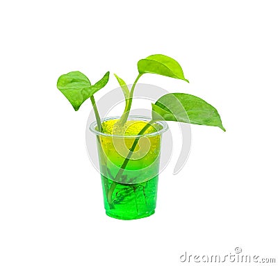 Green plant growing in white plastic glasses with crystal gel aqua jelly soil or magic science soil isolated on white background Stock Photo