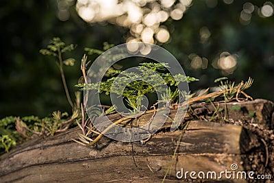 Green plant grows from a tree trunk Stock Photo