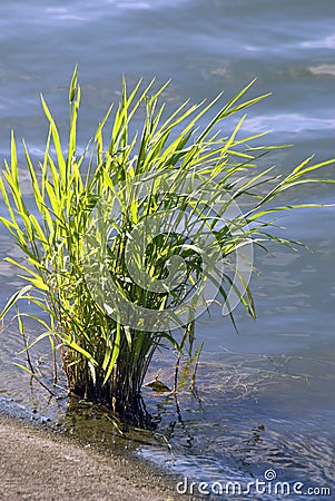 Green plant grows in water pond. Izmailovo manor in Moscow. Stock Photo