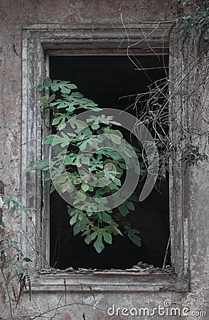 A green plant grows from the window of an abandoned ruined house. post Apocalypse concept Stock Photo