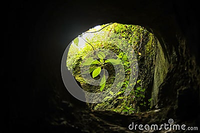 A green plant in a hole in a cave fights for life in the sunlight - the concept of wildlife and the struggle for a place in the Stock Photo