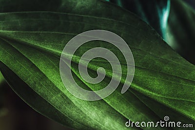 Green plant leaf texture, macro shot. Nature background, spring flora Stock Photo