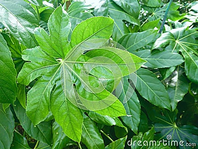 Green Plant Leaves Closeups Stock Photo