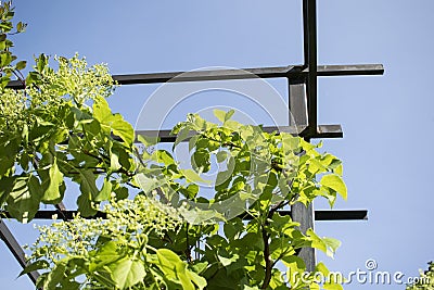Green plant on the metal garden structure with blue sky. Stock Photo
