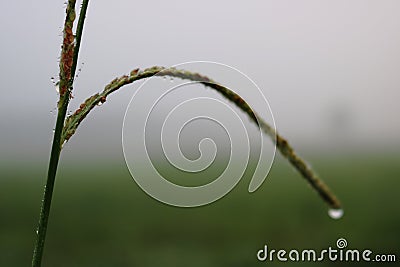 Green plant in the middle of a cloudy day Stock Photo