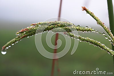 Green plant in the middle of a cloudy day Stock Photo
