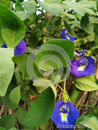 Green plant natural flower look beauriful color Stock Photo