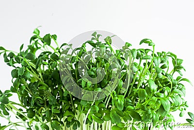Green plant new spouts eco Stock Photo