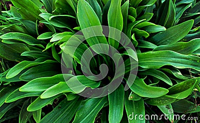 Green plant, palm tree, long pointed leaves of an ornamental plant Stock Photo