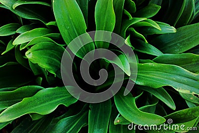 Green plant, palm tree, long pointed leaves of an ornamental plant Stock Photo