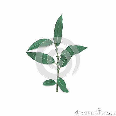 Green plant part branch willow leafs stem isolated on a white background Stock Photo