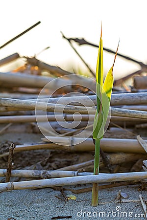 Green plant shoot growing among sticks Stock Photo