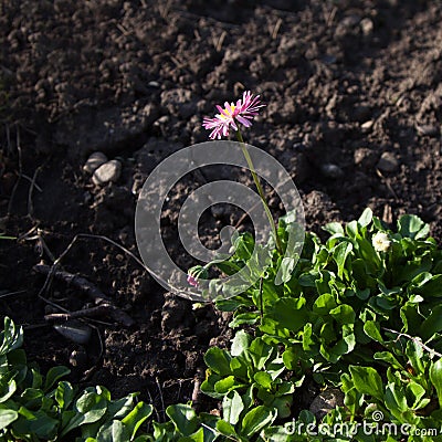 The green plant spreads to the unoccupied surface of the soil Stock Photo