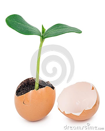 Green plant sprouting from the ground in an eggshell Stock Photo