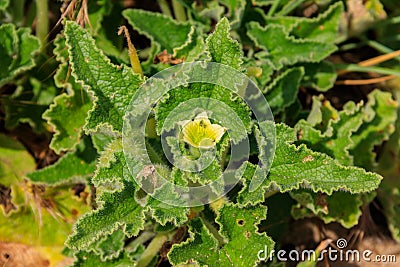 Green plant of squirting cucumber or exploding cucumber Ecballium elaterium Stock Photo